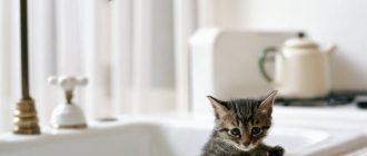 Как помыть котёнка, или «С лёгким паром!»